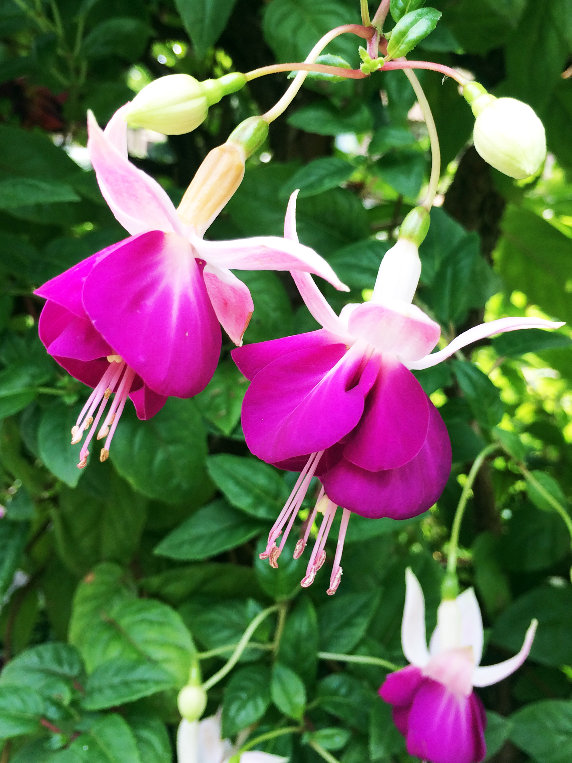 Fuchsia Eva Boerg